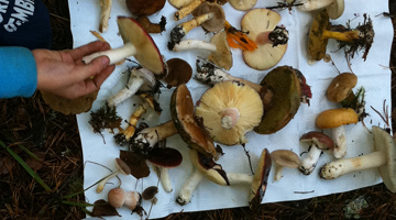 svampar på en vit duk 